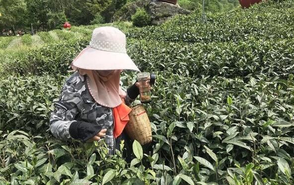关于陇南：特色农业气象服务助推茶产业提质增效的资讯