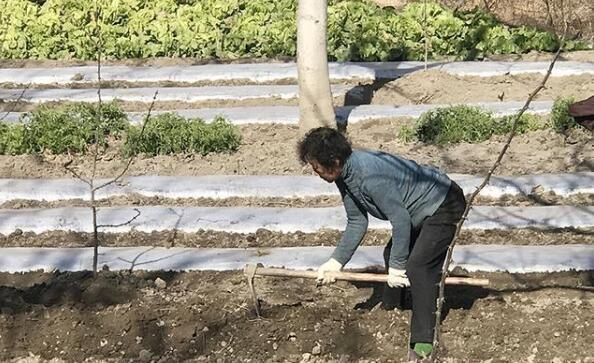 关于陇南：特色农业气象服务助推茶产业提质增效的资讯(1)