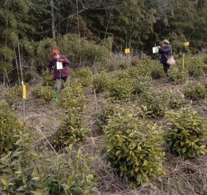 有关于宏潭乡：为茶叶采摘做好准备工作的消息