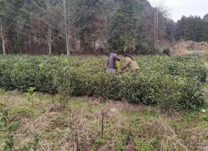 有关于宏潭乡：为茶叶采摘做好准备工作的消息(1)