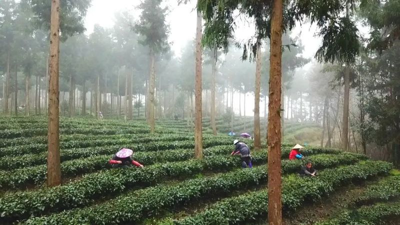 关于凤冈多措并举 锌硒茶出口继续领跑全省的相关内容(3)