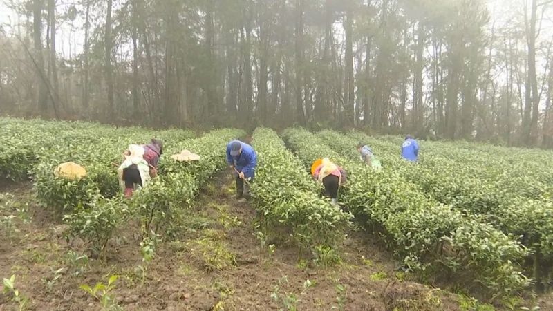 关于凤冈多措并举 锌硒茶出口继续领跑全省的相关内容(1)