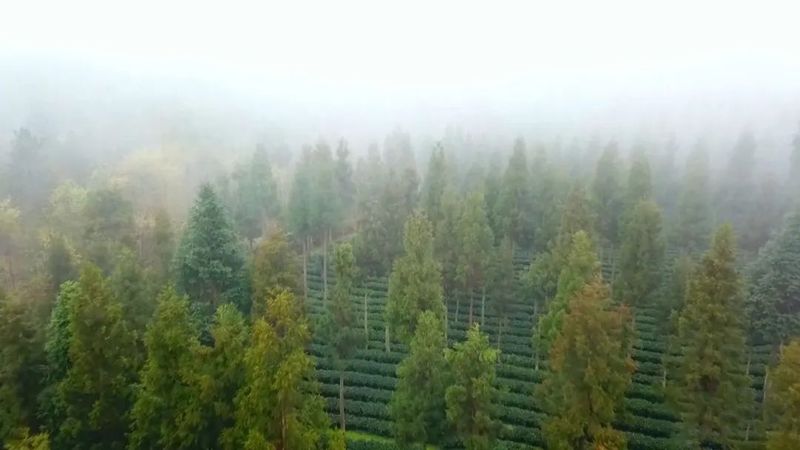 关于凤冈多措并举 锌硒茶出口继续领跑全省的相关内容(2)