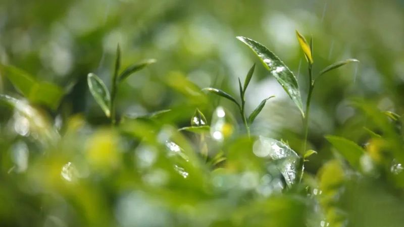 关于凤冈多措并举 锌硒茶出口继续领跑全省的相关内容(5)