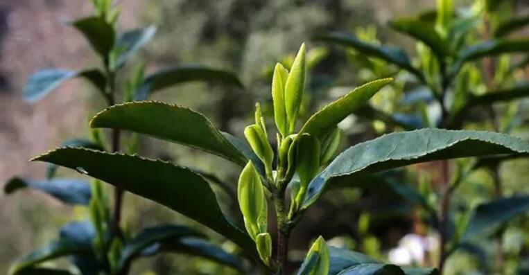 黄山毛峰的特点有哪些(1)