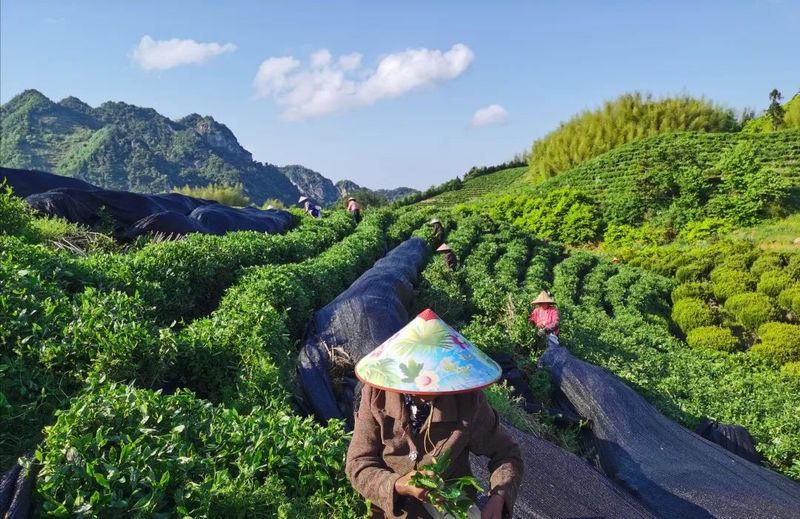 有关于茶饮研究， 新式茶饮的茶基底创新的资讯(2)