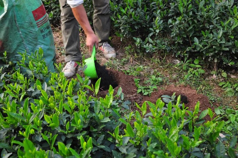 有关于茶饮研究， 新式茶饮的茶基底创新的资讯(3)