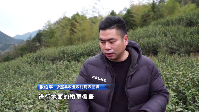 关于春茶遇上春雪怎么办？瑞雪施氮肥，春茶品质佳的消息(5)