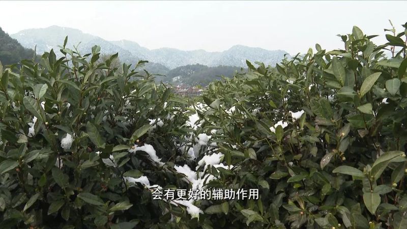 关于春茶遇上春雪怎么办？瑞雪施氮肥，春茶品质佳的消息(3)
