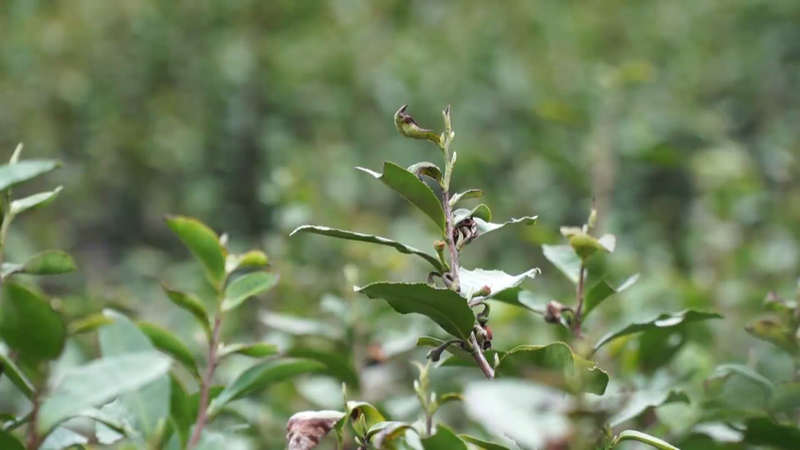 关于春茶遇上春雪怎么办？瑞雪施氮肥，春茶品质佳的消息(4)