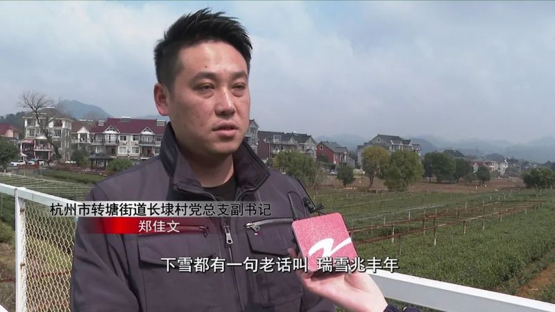 关于春茶遇上春雪怎么办？瑞雪施氮肥，春茶品质佳的消息(1)