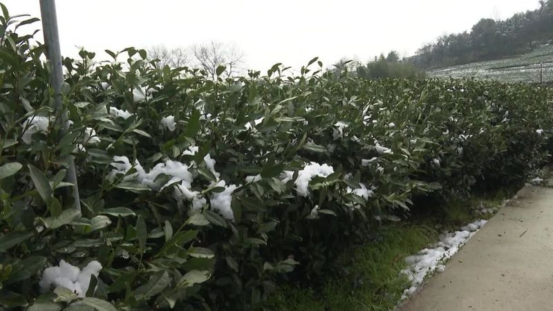 关于春茶遇上春雪怎么办？瑞雪施氮肥，春茶品质佳的消息(2)