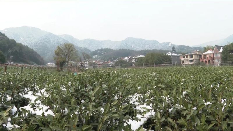 关于春茶遇上春雪怎么办？瑞雪施氮肥，春茶品质佳的消息