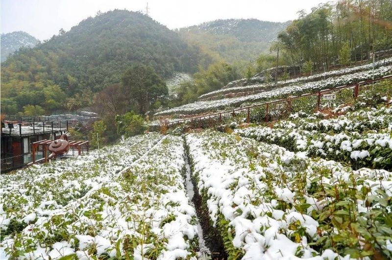 关于寒潮席卷，今年春茶会受影响吗？能否如期上市？的最新消息(2)