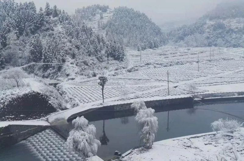 关于寒潮席卷，今年春茶会受影响吗？能否如期上市？的最新消息(3)