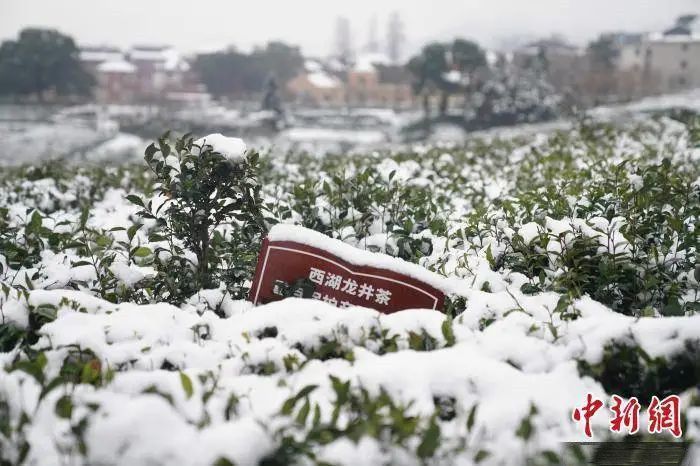 关于寒潮席卷，今年春茶会受影响吗？能否如期上市？的最新消息(1)