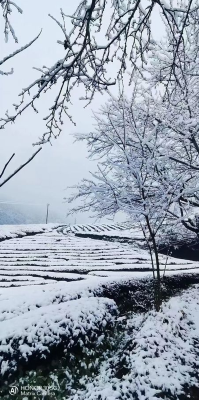关于寒潮席卷，今年春茶会受影响吗？能否如期上市？的最新消息(9)