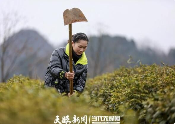 有关于黔西：春茶修剪管护忙 茶产业铺就发展路的相关信息(2)