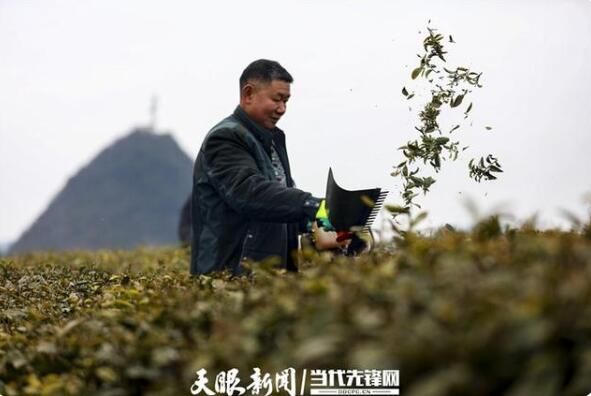 有关于黔西：春茶修剪管护忙 茶产业铺就发展路的相关信息(4)