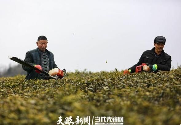 有关于黔西：春茶修剪管护忙 茶产业铺就发展路的相关信息(5)