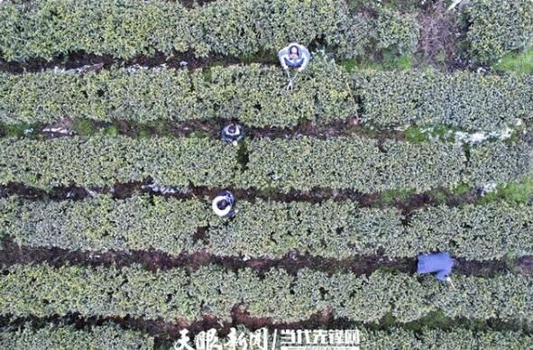 有关于黔西：春茶修剪管护忙 茶产业铺就发展路的相关信息(1)