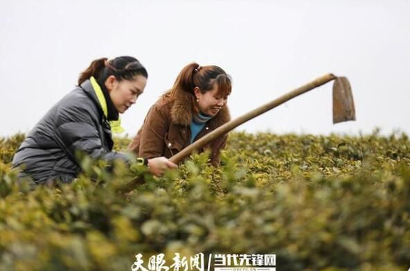 有关于黔西：春茶修剪管护忙 茶产业铺就发展路的相关信息