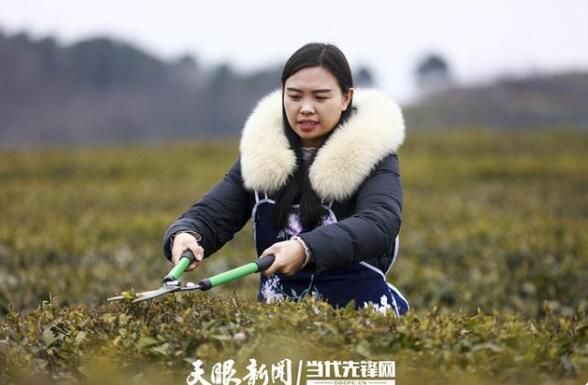 有关于黔西：春茶修剪管护忙 茶产业铺就发展路的相关信息(3)