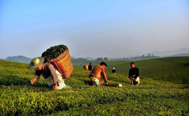 关于一周速读：全国茶叶内销总量突破230万吨、茶“进军”奥运圈、茶叶推动农业粮食体系转型的信息(1)