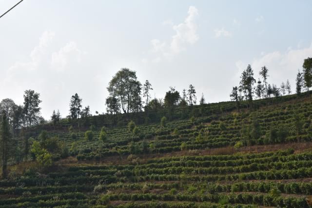 关于一周速读：全国茶叶内销总量突破230万吨、茶“进军”奥运圈、茶叶推动农业粮食体系转型的信息(3)