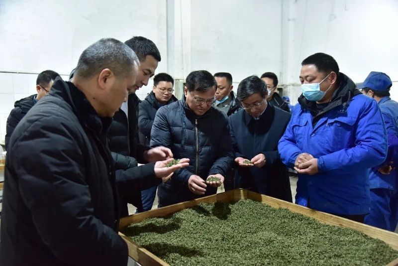 有关于雅安名山区：政协主席倪林带队调研春茶生产的内容