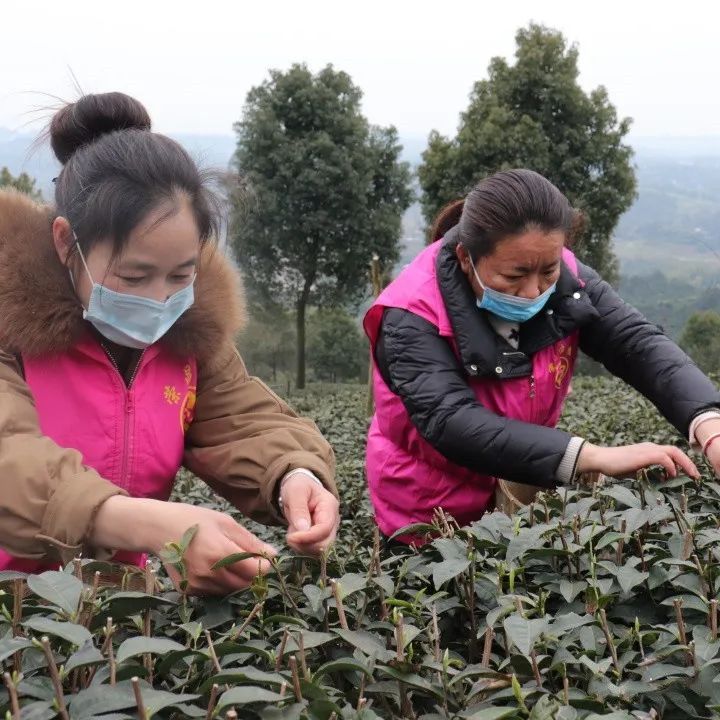 有关于双河街道：携手采春茶 馨香添“三八”的最新消息(2)