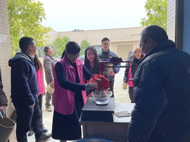 有关于双河街道：携手采春茶 馨香添“三八”的最新消息(3)