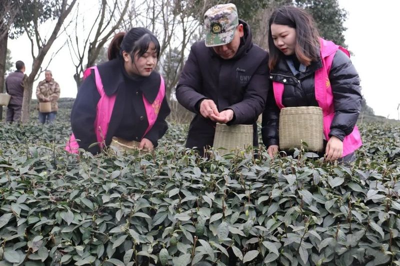 有关于双河街道：携手采春茶 馨香添“三八”的最新消息(1)