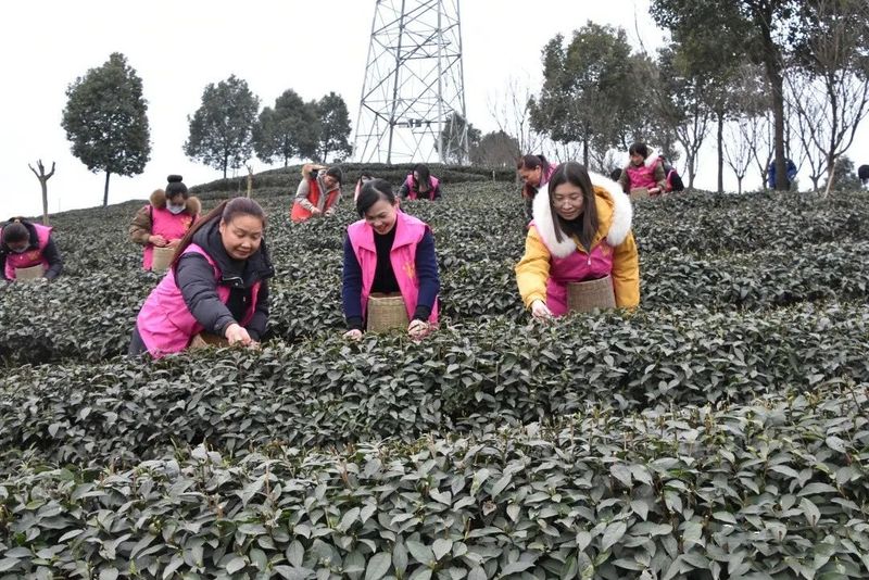 有关于双河街道：携手采春茶 馨香添“三八”的最新消息