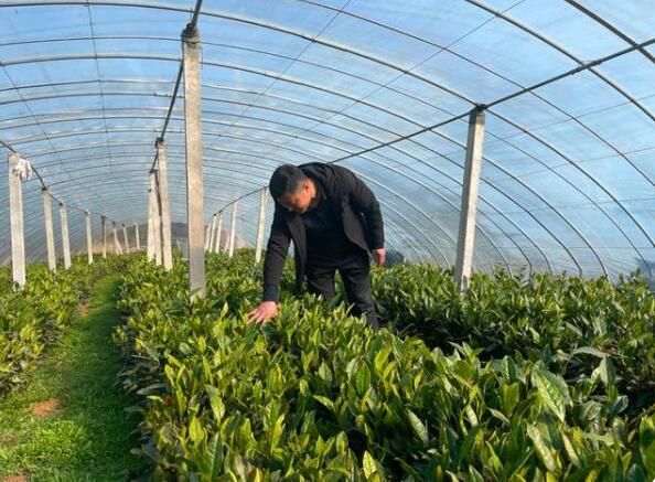 有关于东港：人勤春来早 春茶养护忙的消息