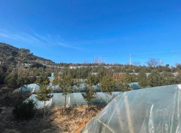 有关于东港：人勤春来早 春茶养护忙的消息(1)