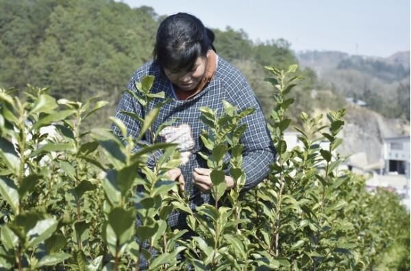 关于大普村:明前春茶开采忙 壮大集体经济有盼头的信息
