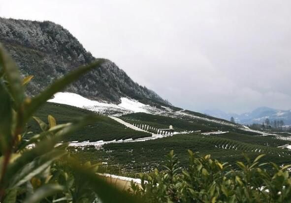关于德江县：春茶冒芽遇降雪 专家现场指导忙的相关内容(3)