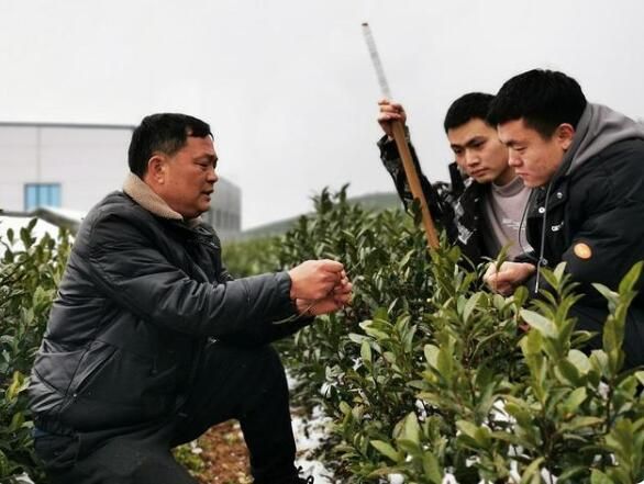 关于德江县：春茶冒芽遇降雪 专家现场指导忙的相关内容