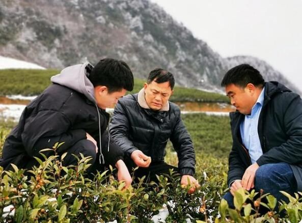 关于德江县：春茶冒芽遇降雪 专家现场指导忙的相关内容(1)