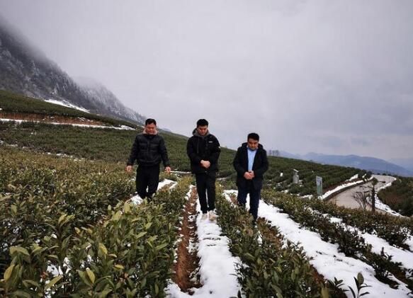 关于德江县：春茶冒芽遇降雪 专家现场指导忙的相关内容(2)