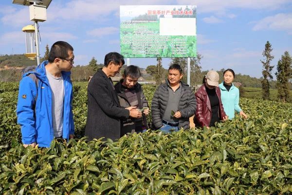 有关于国家茶叶产业技术体系西双版纳综合试验站到示范县对接落实年度工作任务的资讯