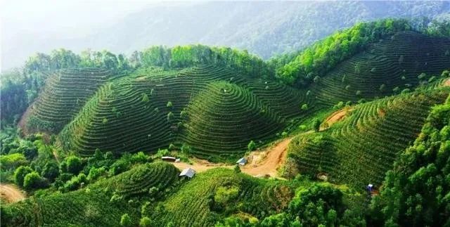 有关于广西梧州：春耕时节 万亩生态茶园建设如火如荼的相关信息