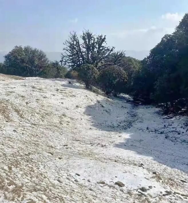 有关于芒市：春雪兆丰年 酸茶再飘香的相关信息(1)