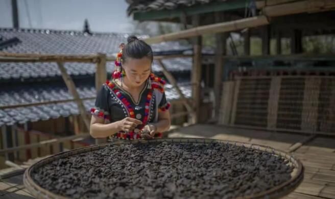 有关于芒市：春雪兆丰年 酸茶再飘香的相关信息(5)