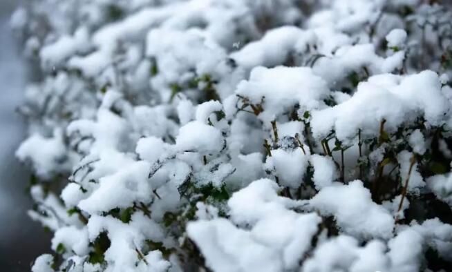 有关于芒市：春雪兆丰年 酸茶再飘香的相关信息