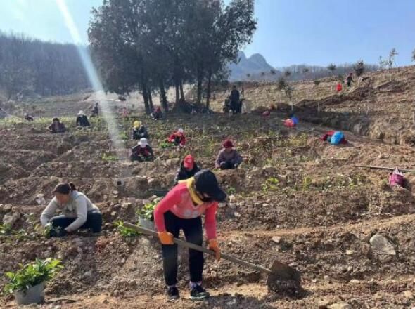 有关于舞钢市庙街乡：白茶步入产业振兴“快车道”的内容(2)