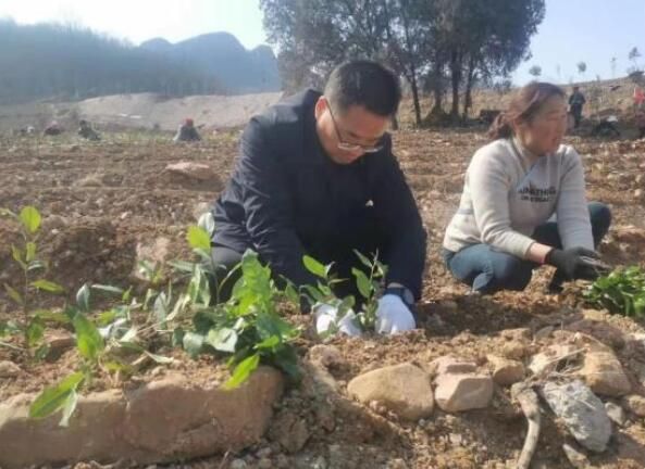 有关于舞钢市庙街乡：白茶步入产业振兴“快车道”的内容(1)
