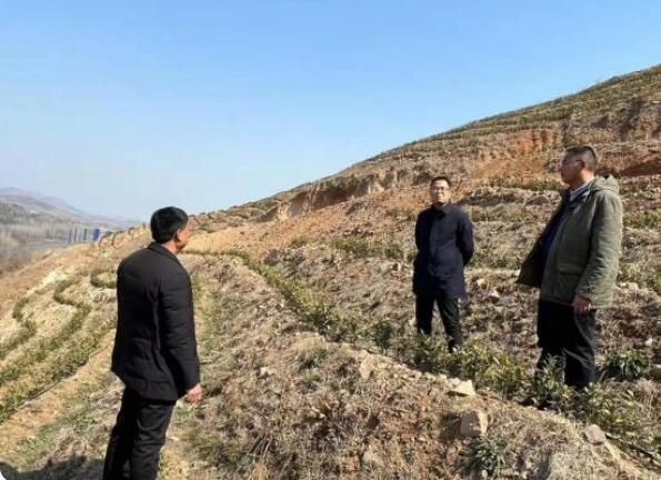 有关于舞钢市庙街乡：白茶步入产业振兴“快车道”的内容