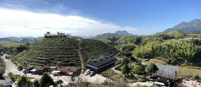 有关于福建大田：精准发力推动茶产业融合发展的新闻